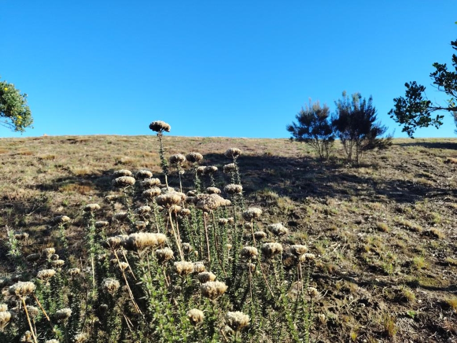 0 Bedroom Property for Sale in Robberg Ridge Western Cape